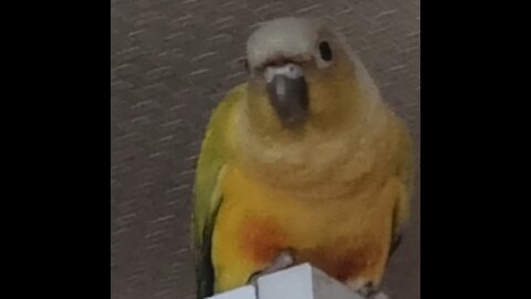 A parrot roams over the shoebox