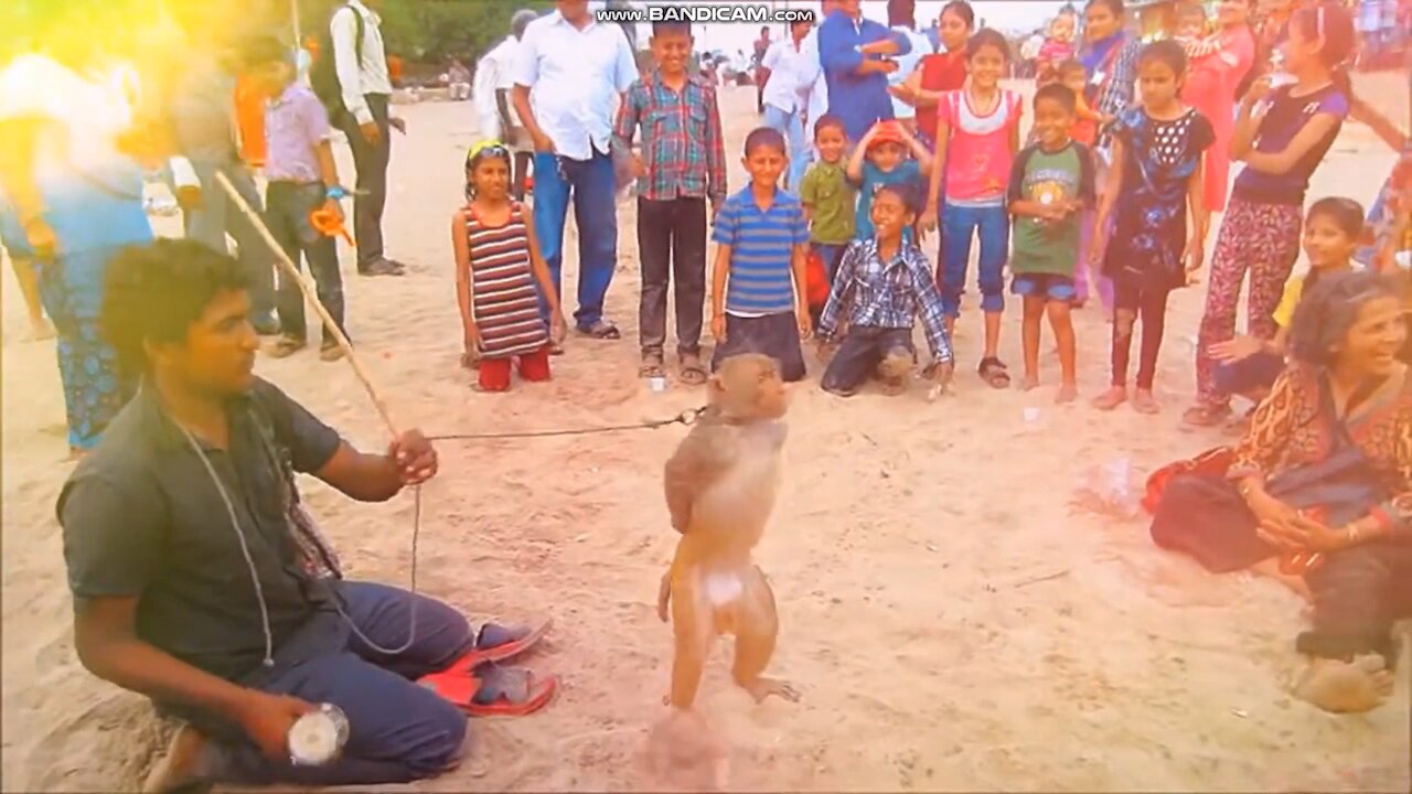 The monkey is dancing and acting at the behest of its master #monkey dance