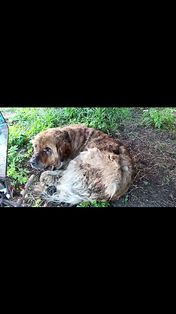 Saved a dog from a fire