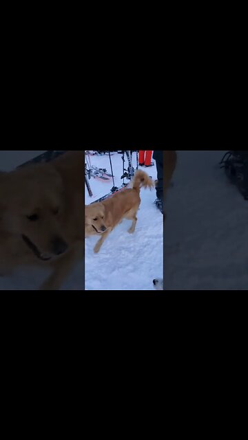 happy souls in happy year of Rabbit