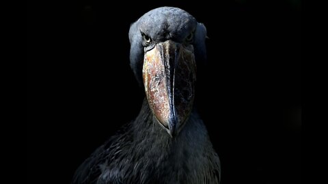 What is in this bird's throat?