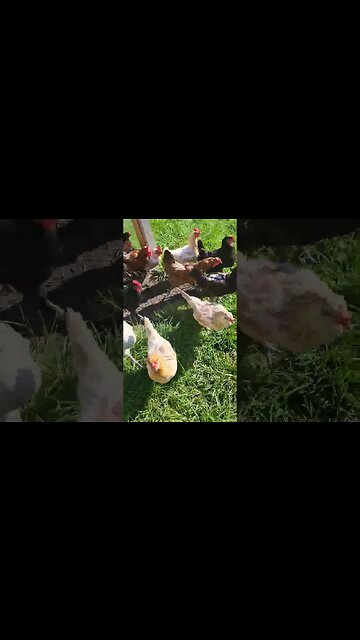 FREEDOM!!! #chickens #chickenshorts