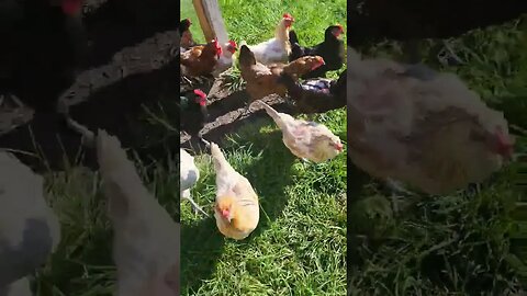 FREEDOM!!! #chickens #chickenshorts