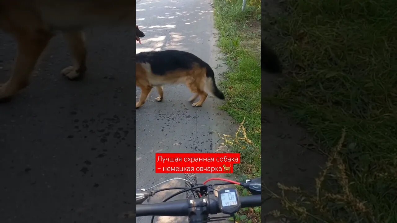 Лучшая охранная собака – немецкая овчарка🐕😊|#shorts #short #shortsfeed #shortvideo #shortsvideo