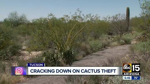 Parks service working to crack down on cactus thieves