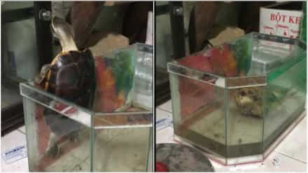Tartaruga tenta di scappare dall'acquario
