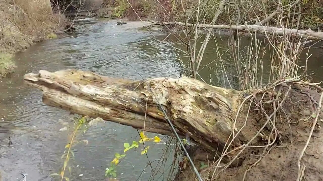 Jesse Sneaks Up On A 4.25 Lbs Trout