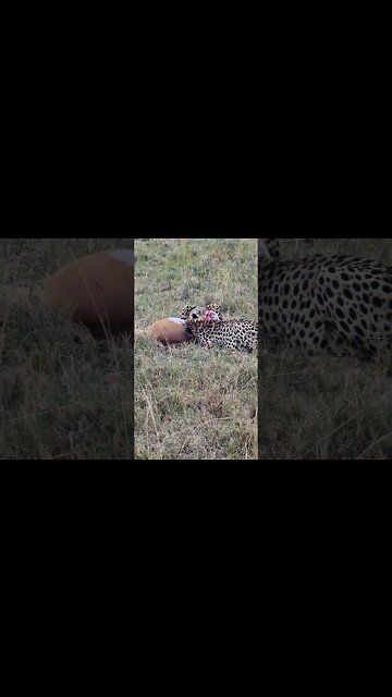Cheetah Coalition Caught A Topi #shorts | #ShortsAfrica | #Septdailyshorts