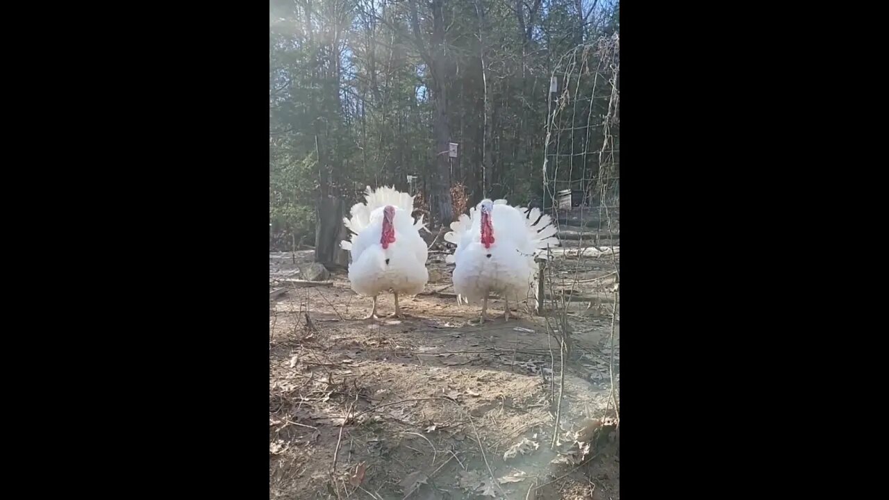 Guard Turkeys Sounding The Alarm #farmstead #homestead #turkey #gobblegobble #mangobblesatturkey
