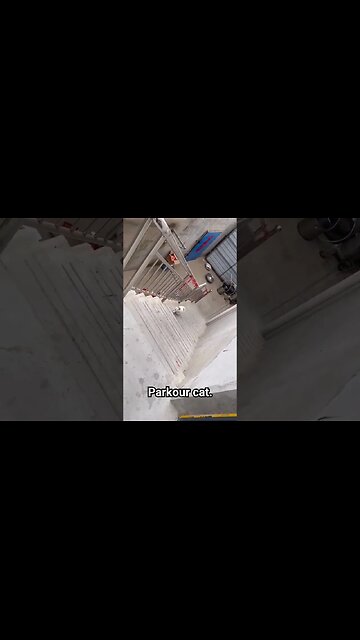 Parkour cat.
