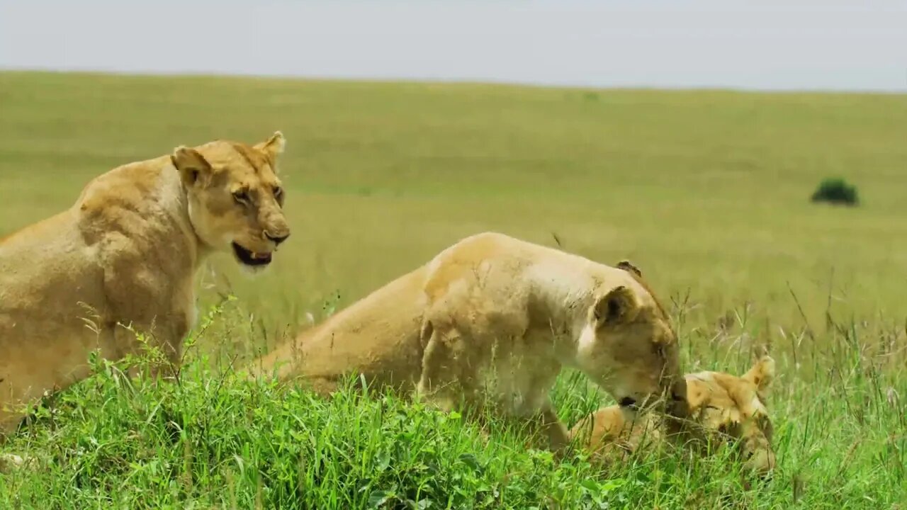 Elephant wildebeest yellow bull zebra giraffe buffalo who will be eaten by a lion 2