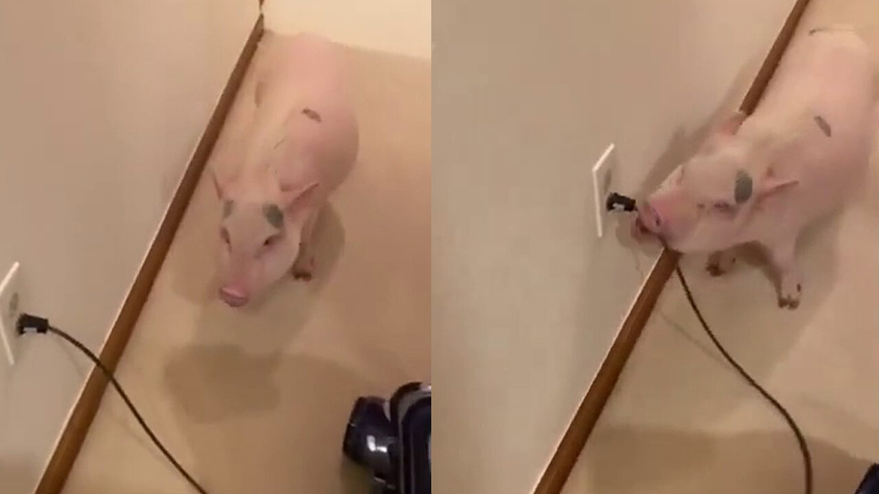 annoyed pig keeps unplugging the vacuum