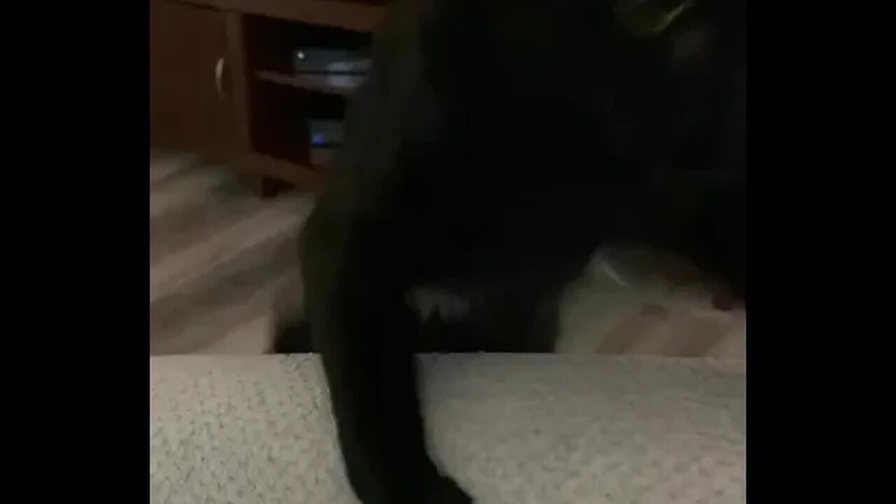 Cat Jumpscare