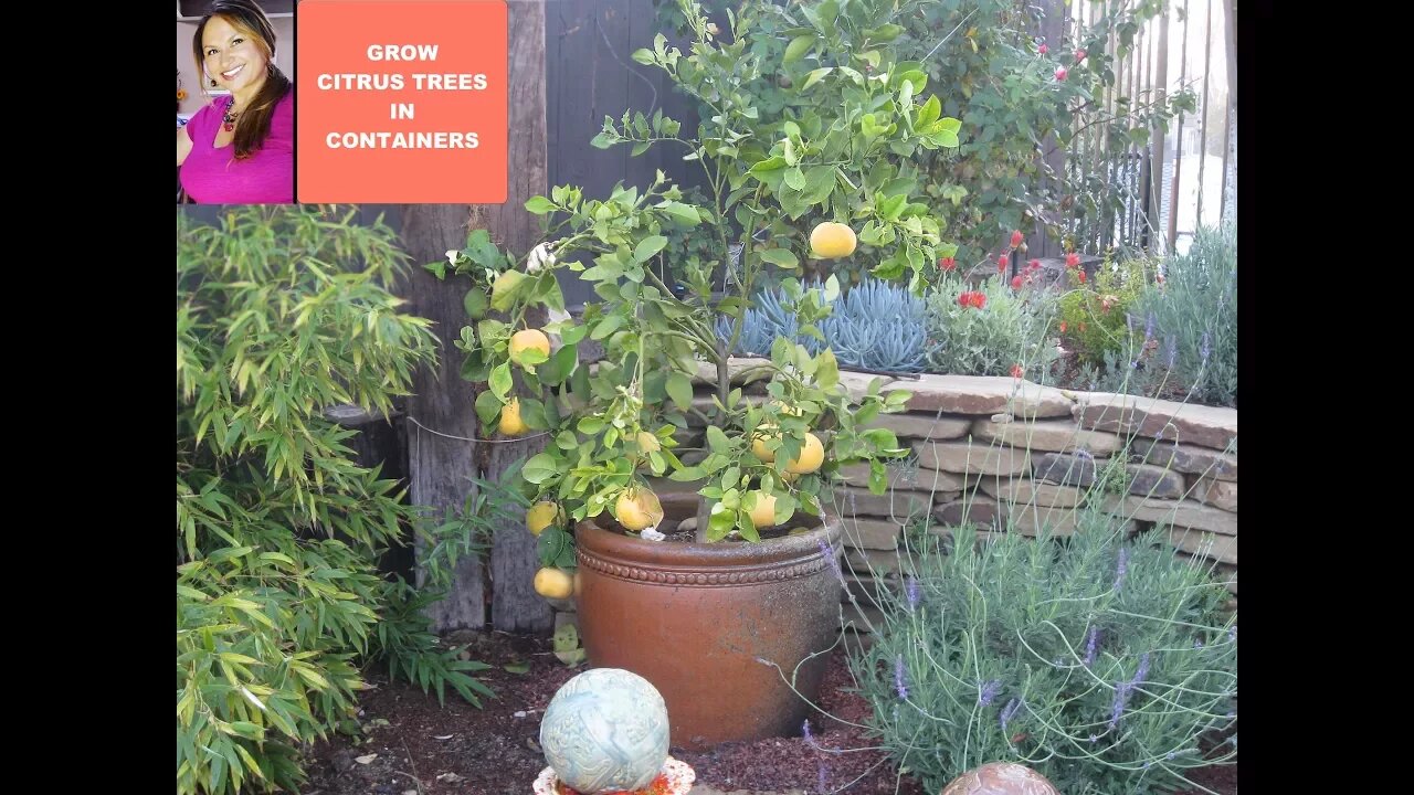 LEMON TREE CARE : GROW LEMON TREE / Meyer Lemon Tree in a Container 🌳(CITRUS)😀Shirley Bovshow