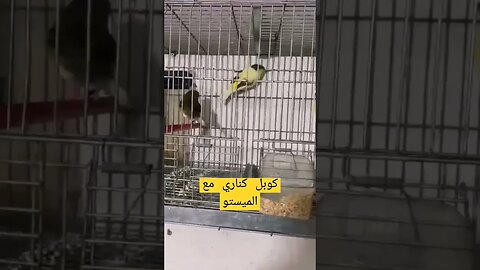 كوبل كناري مع الميستو كيوت