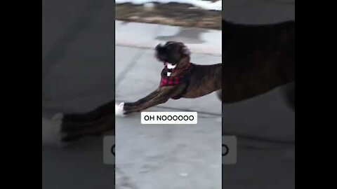 Cute and Funny Dog Videos