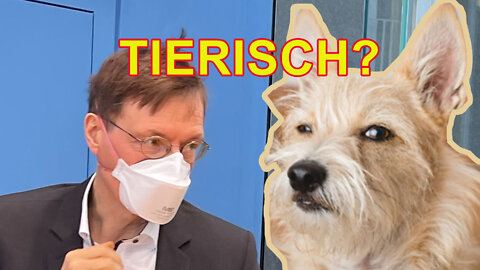 Auf den Hund gekommen: Lauterbach will Vierbeiner nach Corona schnüffeln lassen – an Flughäfen.