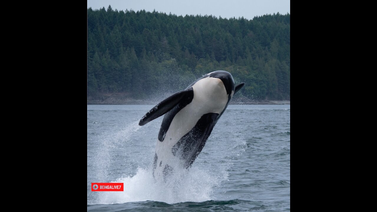 snorkeling with snorkeling with orcas: Wicked Expeditions Indonesia