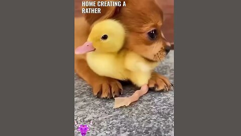 The love between the puppies and ducklings 😍😍