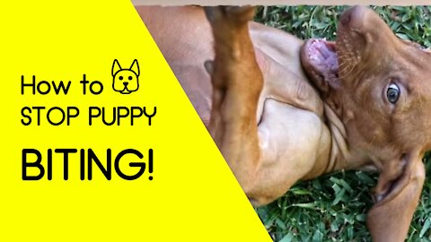 Learn How to STOP PUPPY BITING!