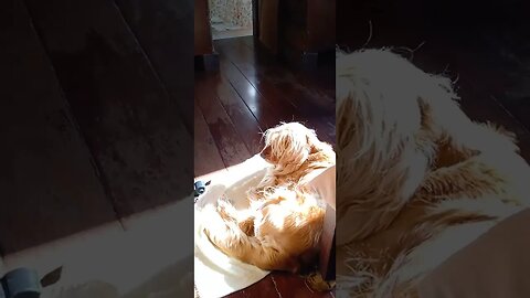 #dogshow , #animals , #dogs , #shorts
