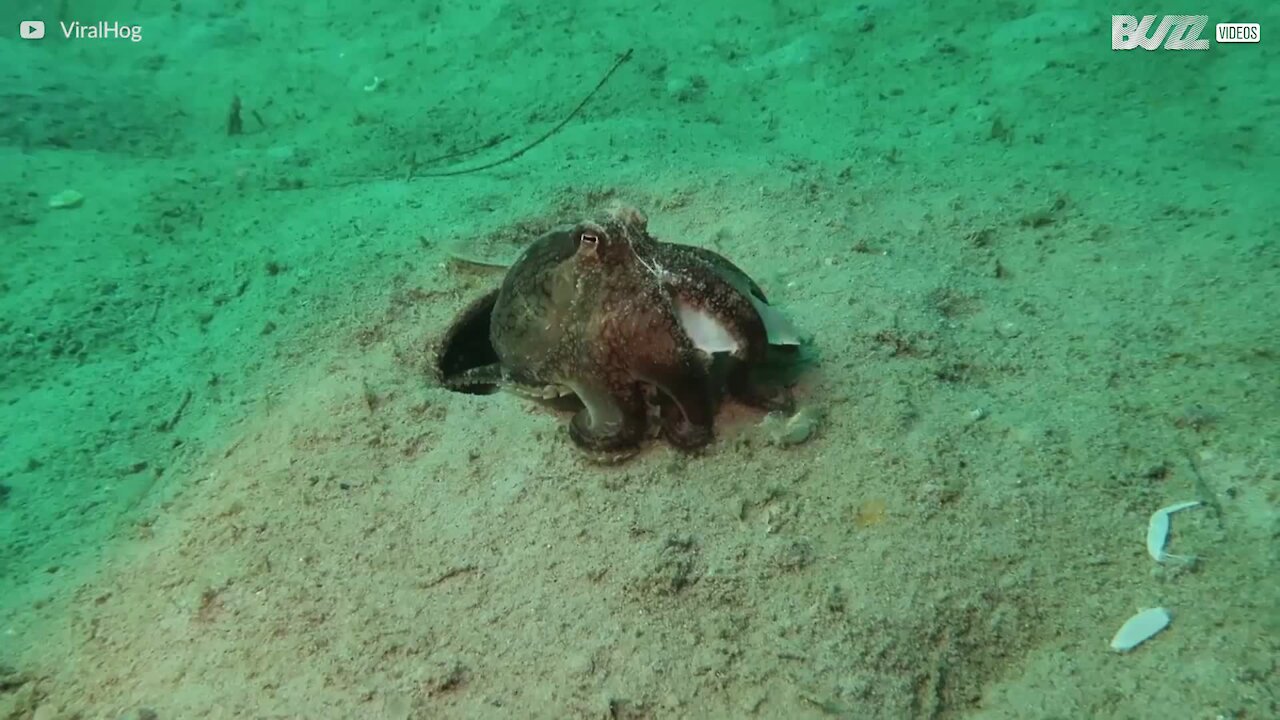 Polvo 'lixeiro' joga fora restos de caranguejo