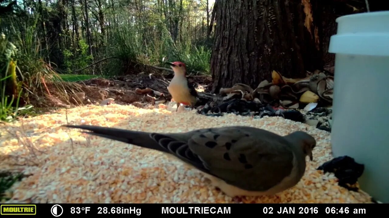 Dove 🕊️ feeding 🥣 compilation, feeding🥣 with some 🐦🕊️ friends#cute #funny #animal #nature #wildlife