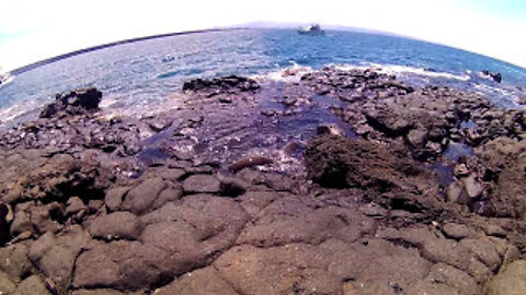 Galapagos Sea Lions Playing #Shorts