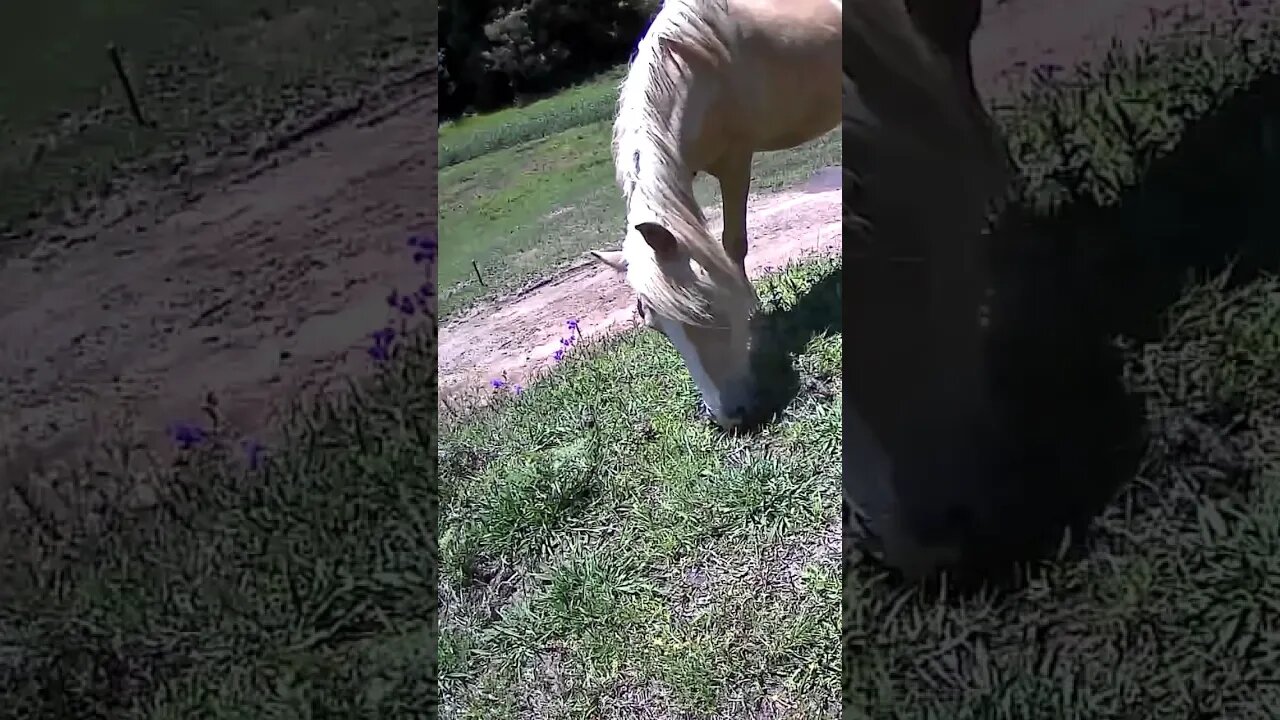 The secret lives of horses