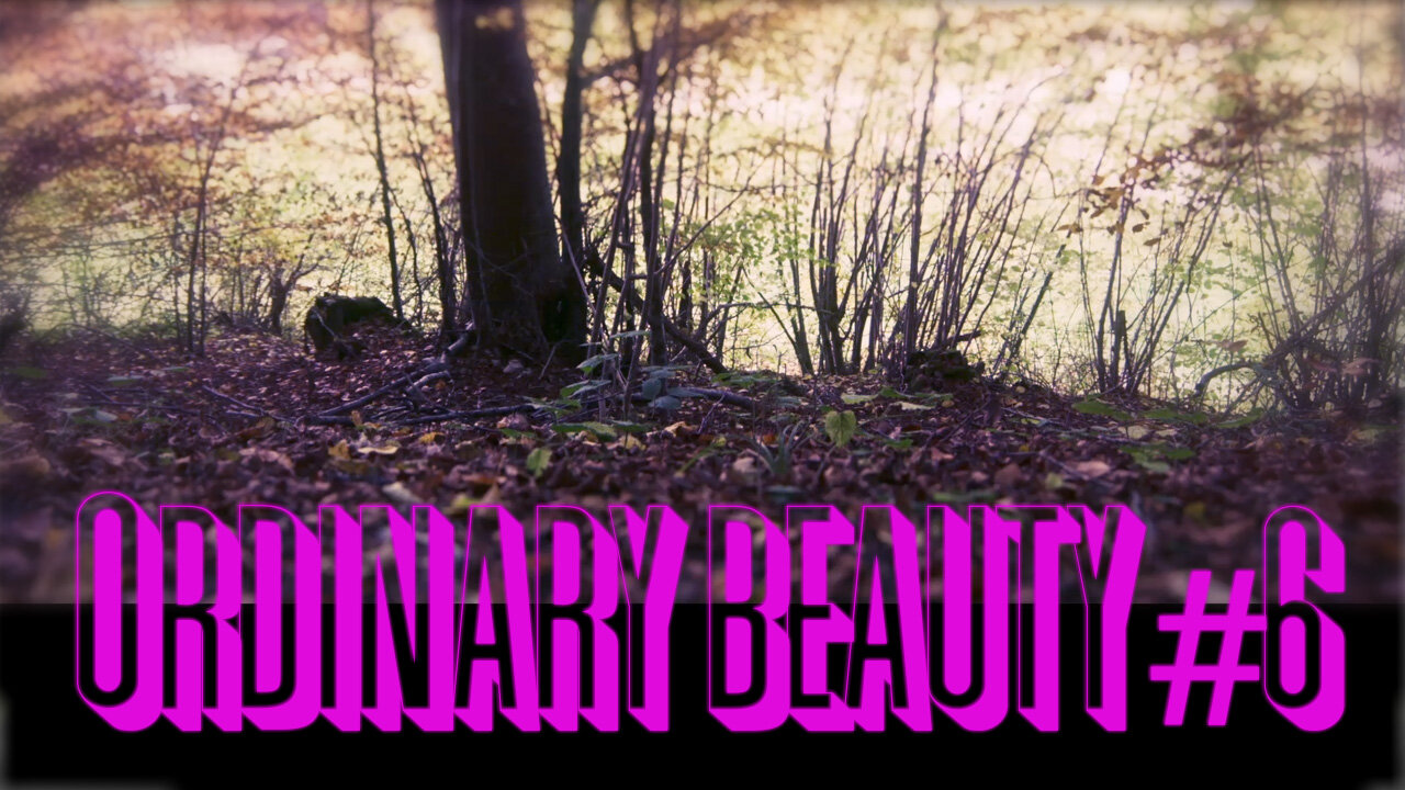 Ordinary Beauty #6 - Ode to the forest