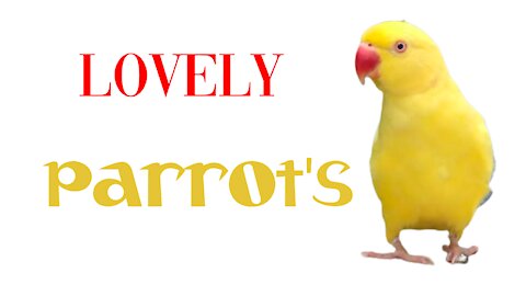 Lovely PARROT'S | yellow parrot | Australian