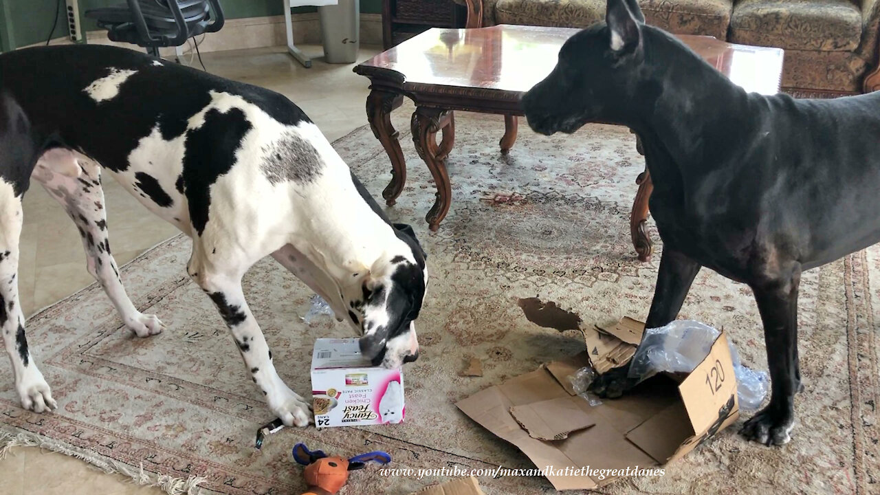 Great Danes Use Teamwork To Open An Amazon Box Of Cat Food