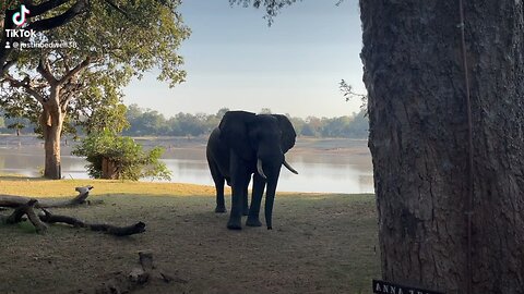 Good morning with a elephant