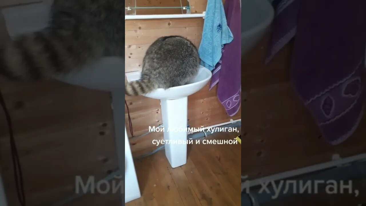 #shorts Смешные Еноты Из Тик Ток 57 Funny Tik Tok Raccoons