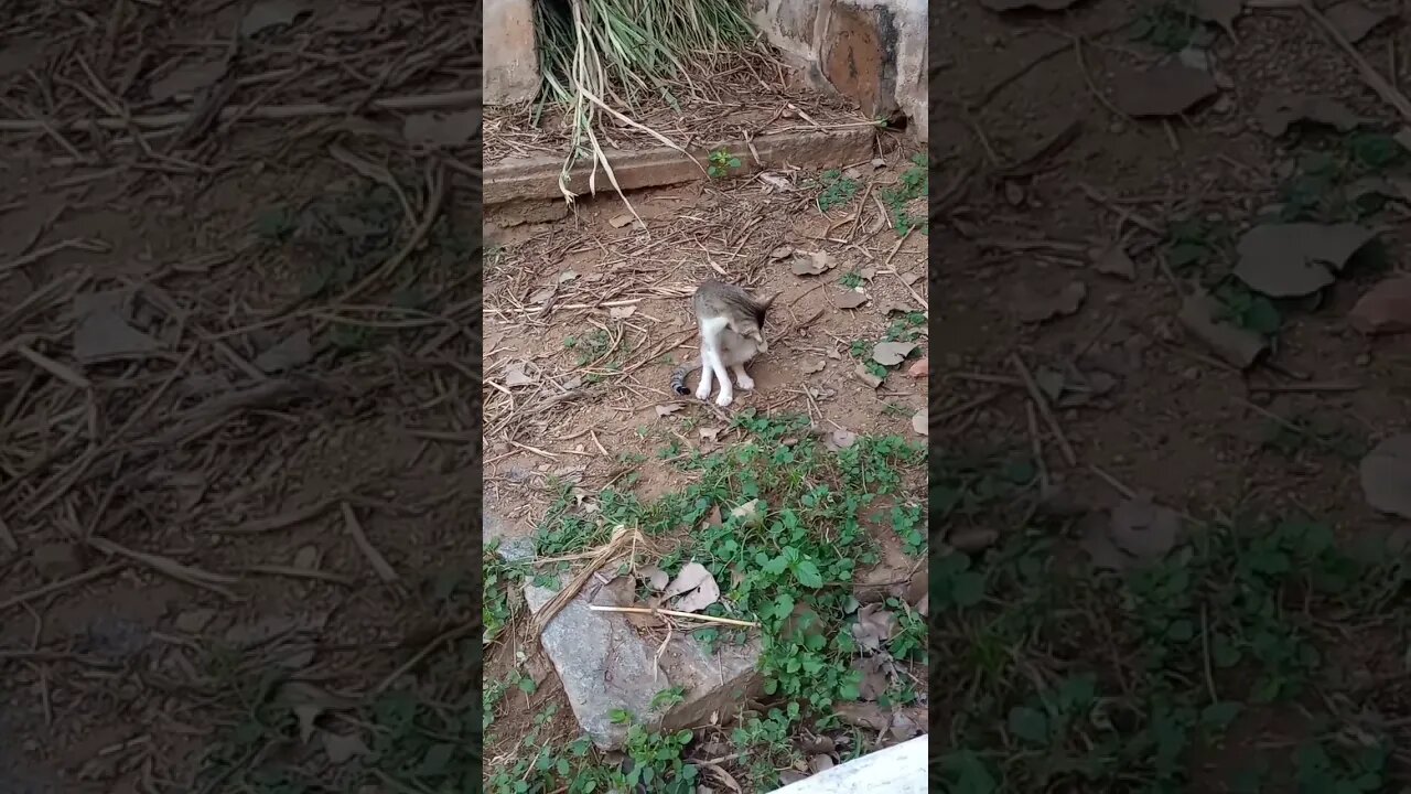 Cats in our farm 🐱😍 - 9