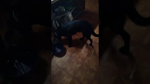 puppies doing trick?