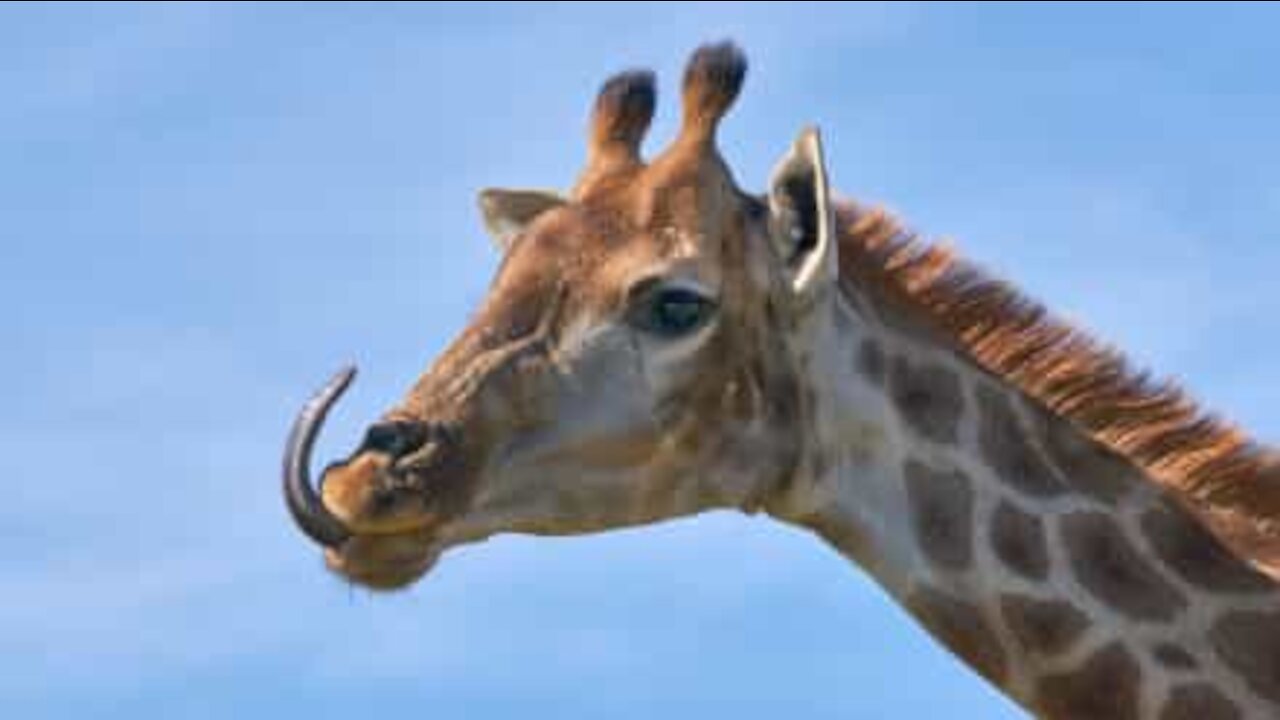 La langue de cette girafe ressemble à une hélice !