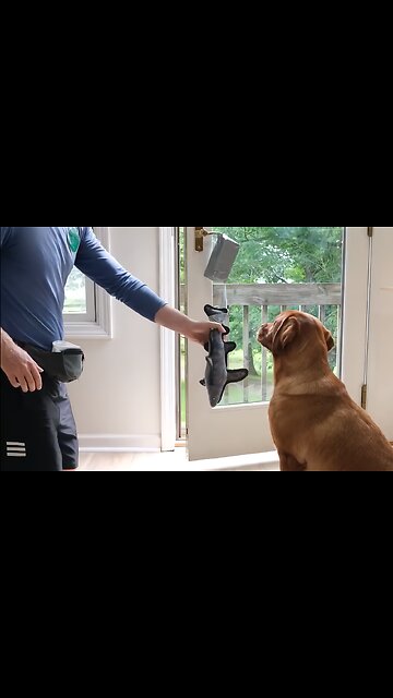Dog Learns How To Open The Door