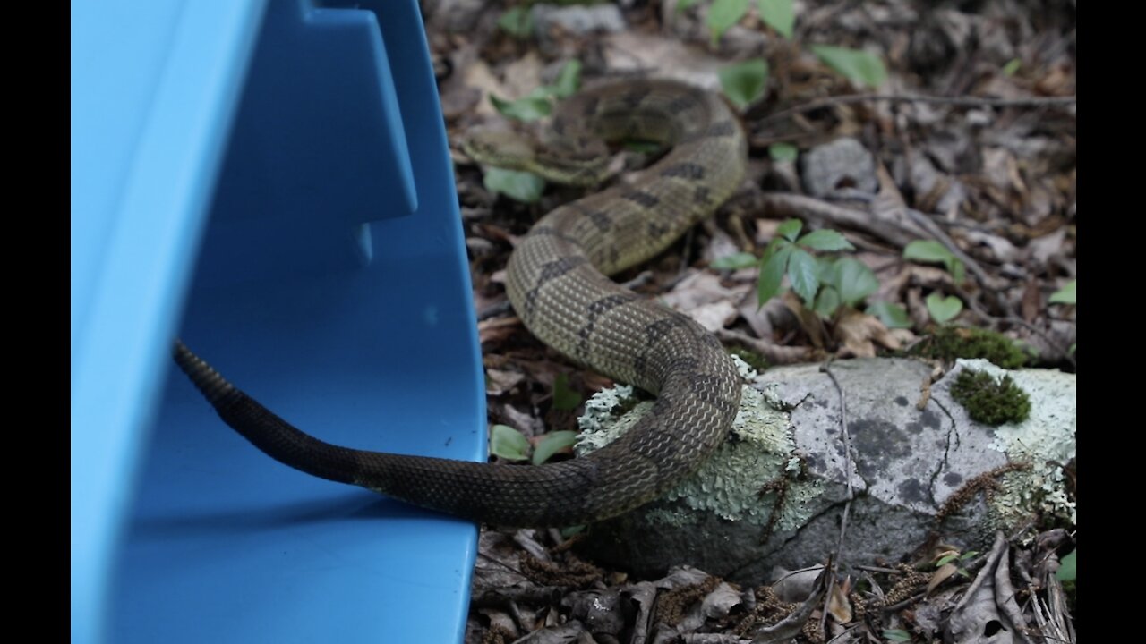 Rattle Snake Release