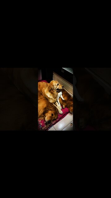 Kucing tidur bersama 3 anjing