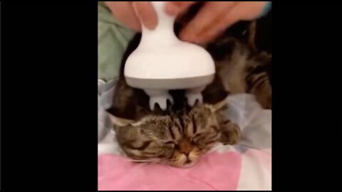 Funny cats, funny dogs and pets video - mini compiled