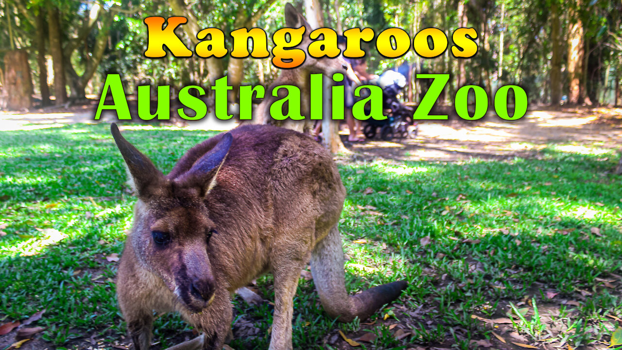 Kangaroos at Australia Zoo - A Cute Kangaroo Video