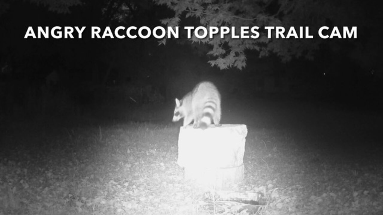 Angry Raccoon Topples Trail Cam