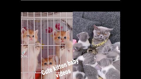 So Cute Cat baby videos