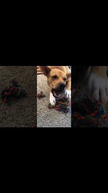 Things Dasher Destroyed #shorts #dog #ropeball