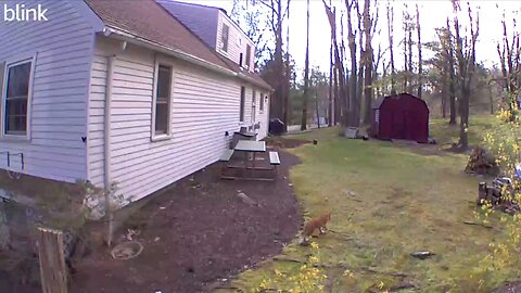 Bear and Wildlife around the Yard-April 2024