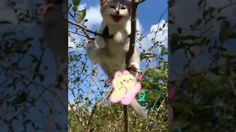 Cute cats born one month #shorts #animals #funny #ytshorts #cats #dogs #pets #gatos