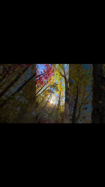 Red Orange Yellow and Green Trees 🍁