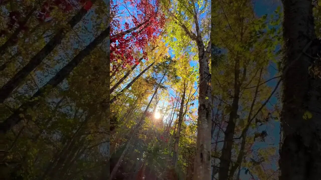 Red Orange Yellow and Green Trees 🍁