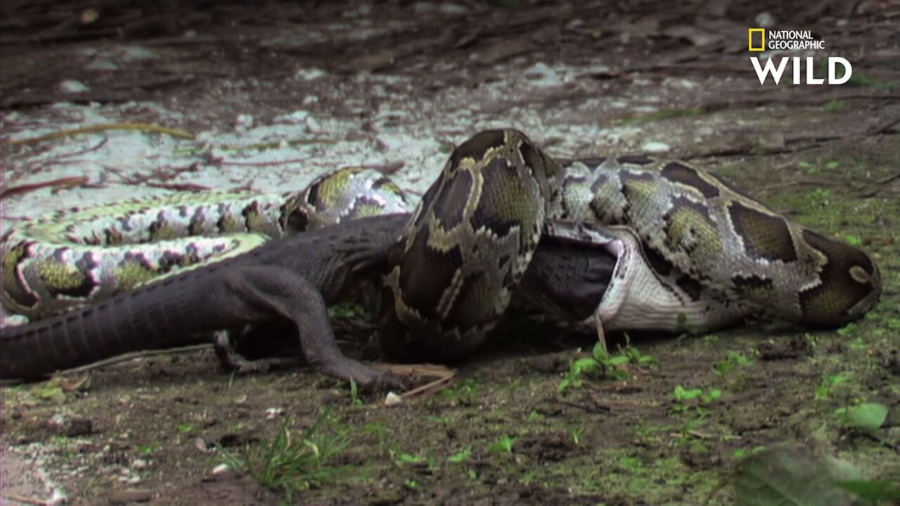 Un garçon primitif sauve le dragon de Komodo de l'attaque de Python